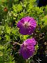 Ger sanguineum Nanum_1